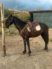 cavallo 3 anni intero con doma di base 