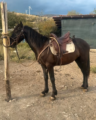 cavallo 3 anni intero con doma di base 