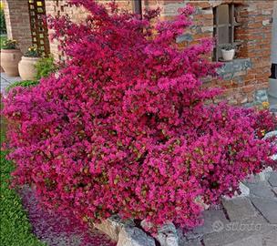 Appartamento Scanzano jonico centro