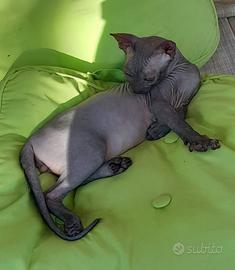 Sphynx cucciolo maschio