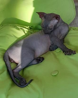 Sphynx cucciolo maschio
