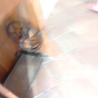 Macchina da cucire Necchi