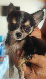 dolcissimo chihuahua 