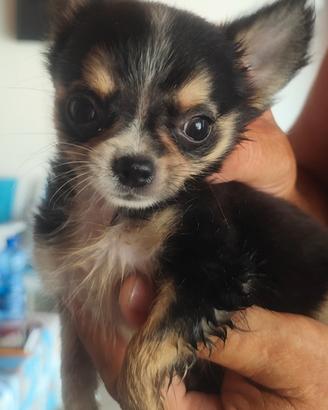 dolcissimo chihuahua 