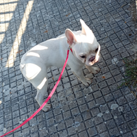 Bulldog francese femmina