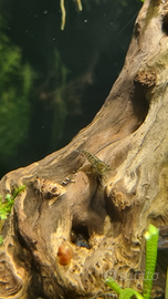 Caridine / gamberetti