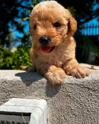 cuccioli di barboncino piccoli Toy due mesi 