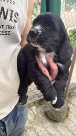 Cucciolo cocker