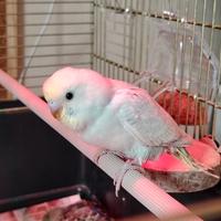 Cocorite allevate a mano