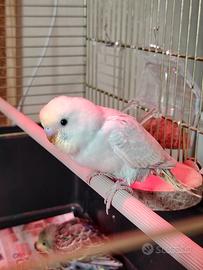 Cocorite allevate a mano