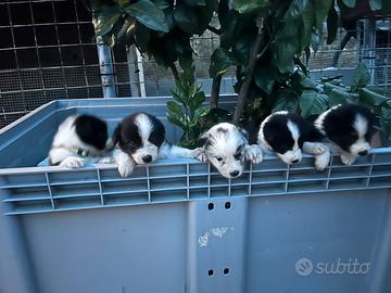 Cuccioli di border collie