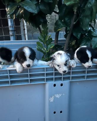 Cuccioli di border collie