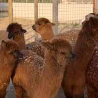 Alpaca per fattoria didattiche