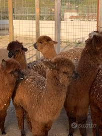 Alpaca per fattoria didattiche