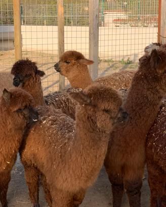 Alpaca per fattoria didattiche