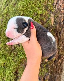 Bull terrier miniature