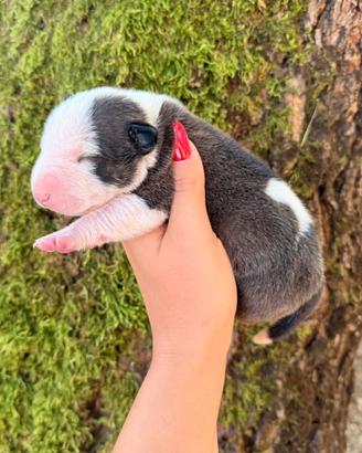 Bull terrier miniature