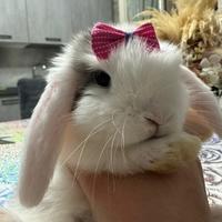 Coniglio ariete nano