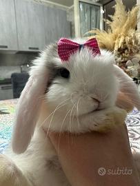 Coniglio ariete nano femmina