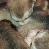 Alaskan Malamute cuccioli rossi