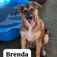 Brenda cucciola futura taglia media