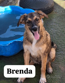 Brenda cucciola futura taglia media