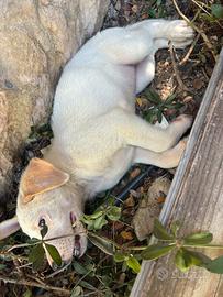 Cuccioli di cane, taglia media, giocosi e allegri