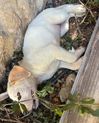 Cuccioli di cane, taglia media, giocosi e allegri