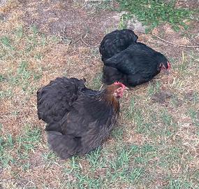 Galline cocincina nana