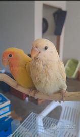 Inseparabile allevato a mano