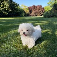 Maltese toy disponibile