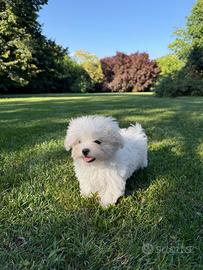 Maltese toy disponibile