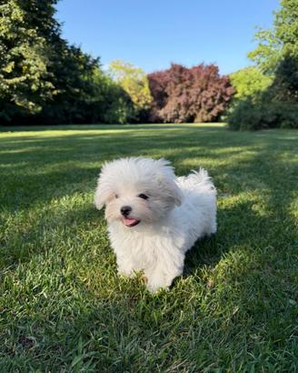 Maltese toy disponibile