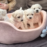 Cuccioli maltesi taglia piccola pelo riccio