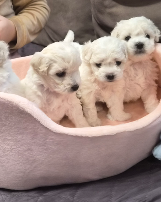 Cuccioli maltesi taglia piccola pelo riccio
