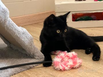 Macchia e Molly, due gattini da adottare