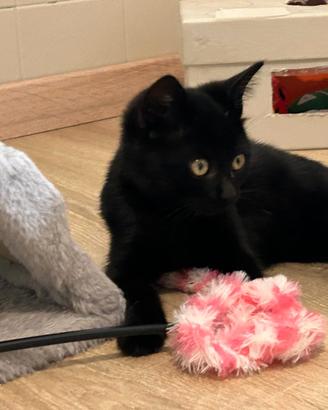 Macchia e Molly, due gattini da adottare