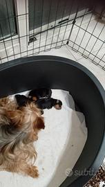 cuccioli di Yorkshire terrier 