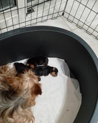 cuccioli di Yorkshire terrier 