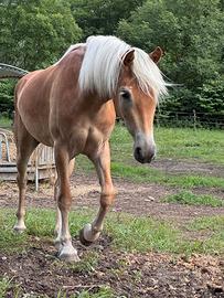 Cavalla haflinger