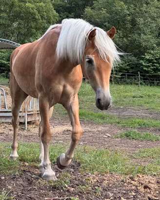 Cavalla haflinger