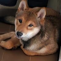 Shiba