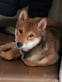 Shiba