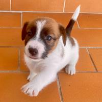 Jack russell