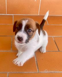 Jack russell