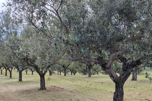 Terreno e uliveto