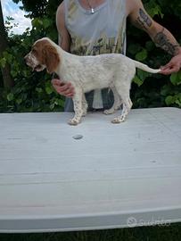 Setter inglese Cuccioli