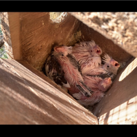 Piccoli di calopsite