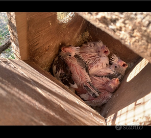 Piccoli di calopsite