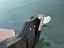 Immagine 11